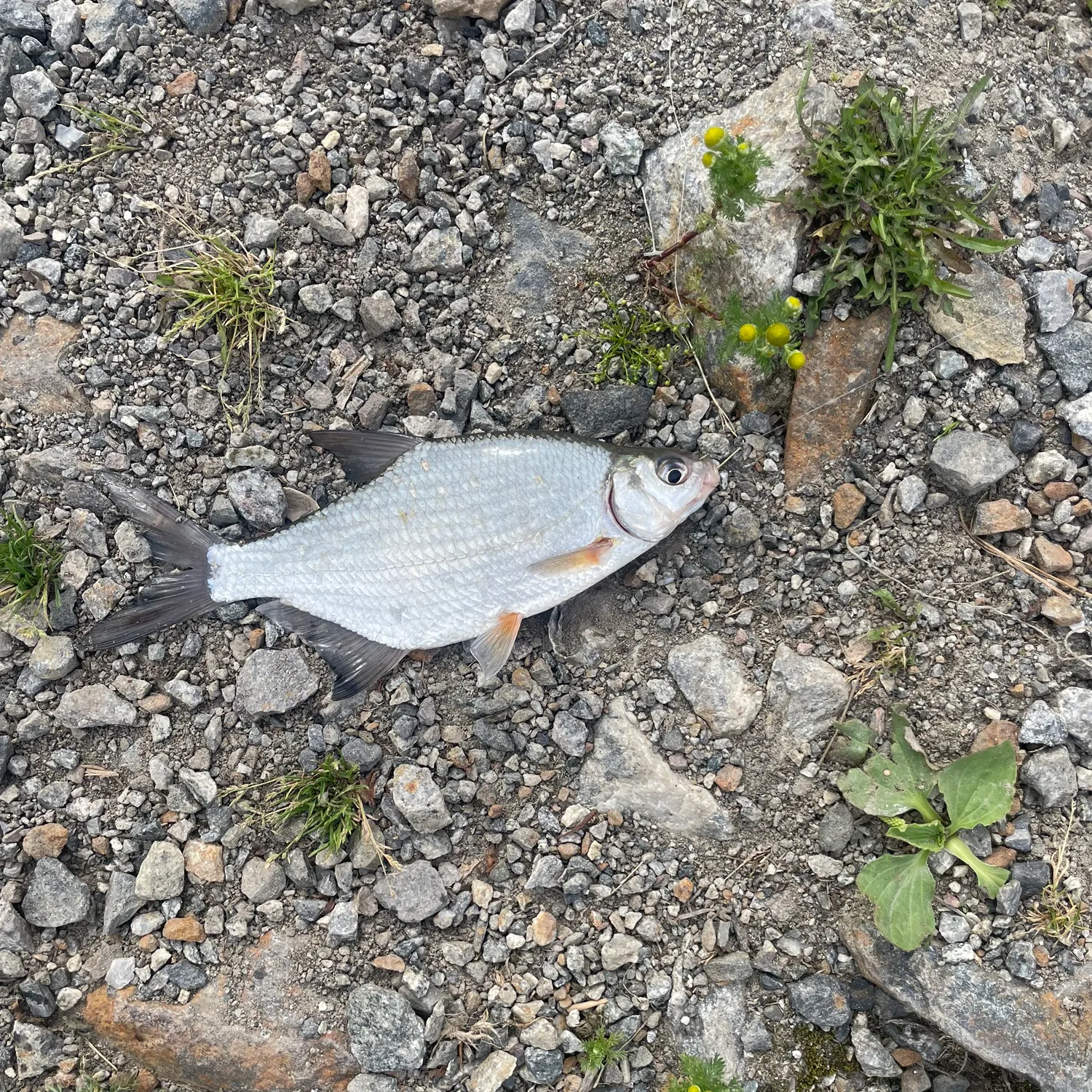 The most recent Zope catches on Fishbrain