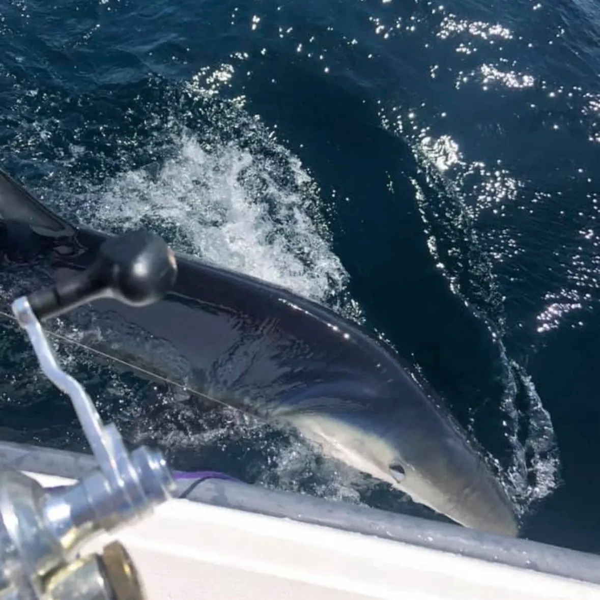 The most recent Blue shark catches on Fishbrain