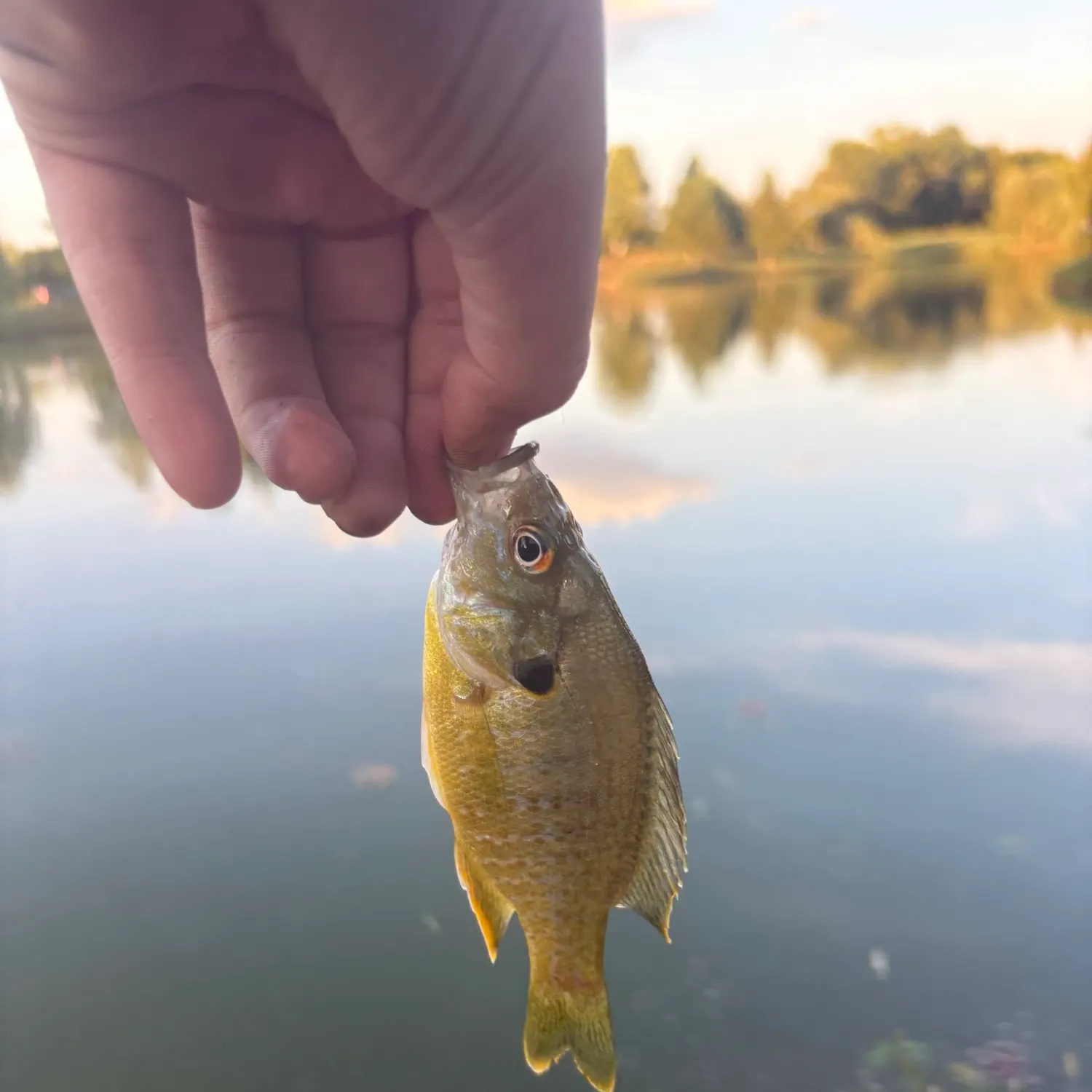 Bluegill caught on Fishbrain