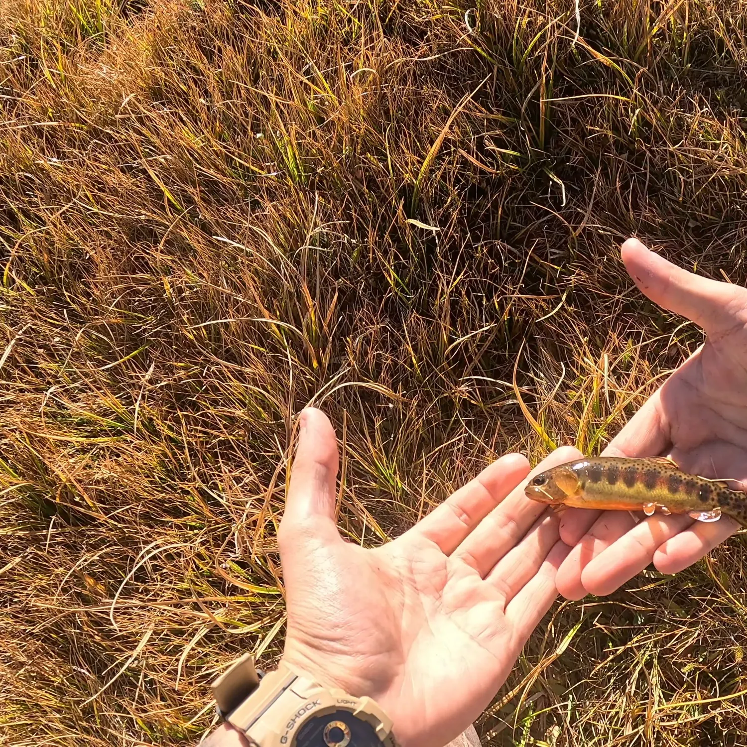 Golden trout caught on Fishbrain