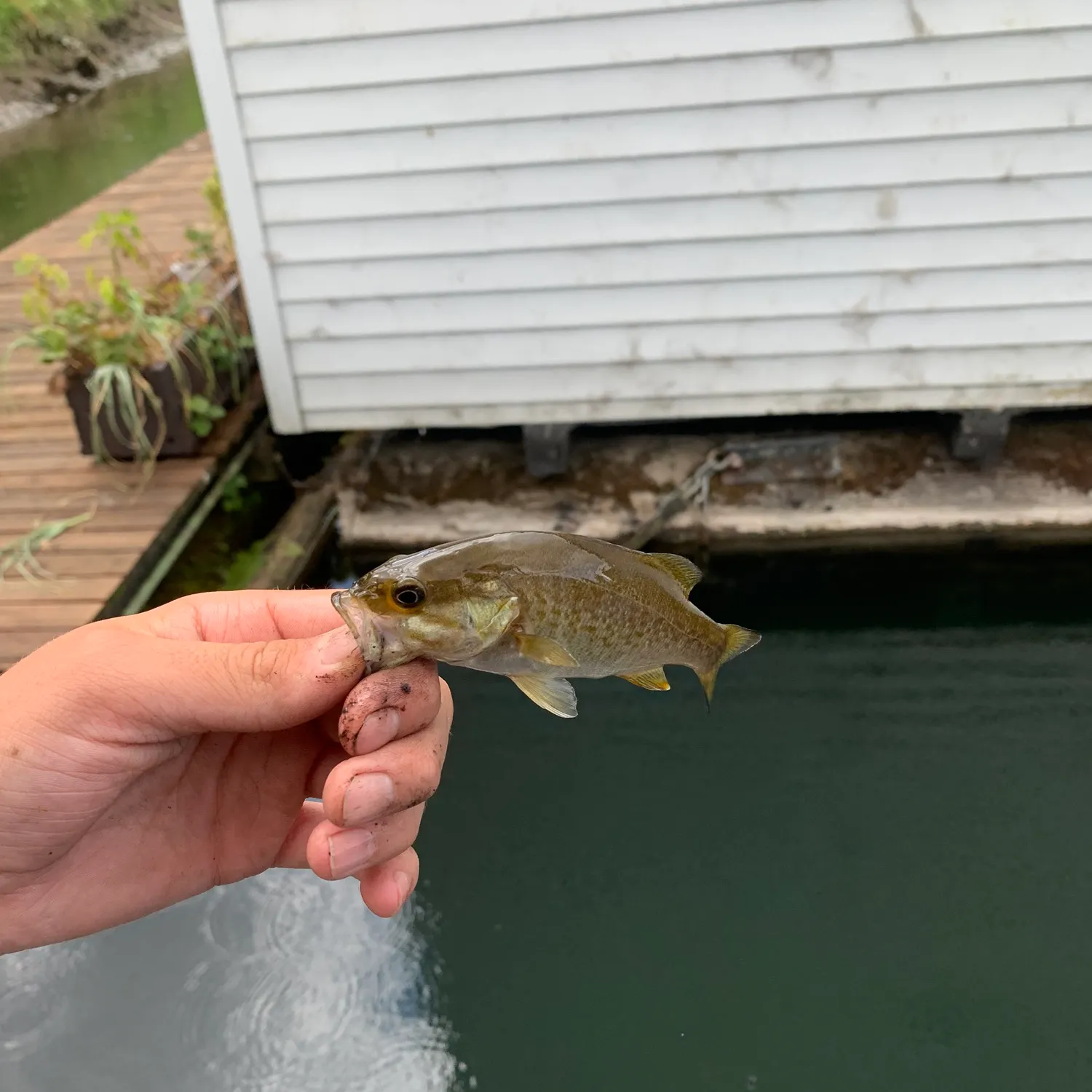 Smallmouth bass caught on Fishbrain