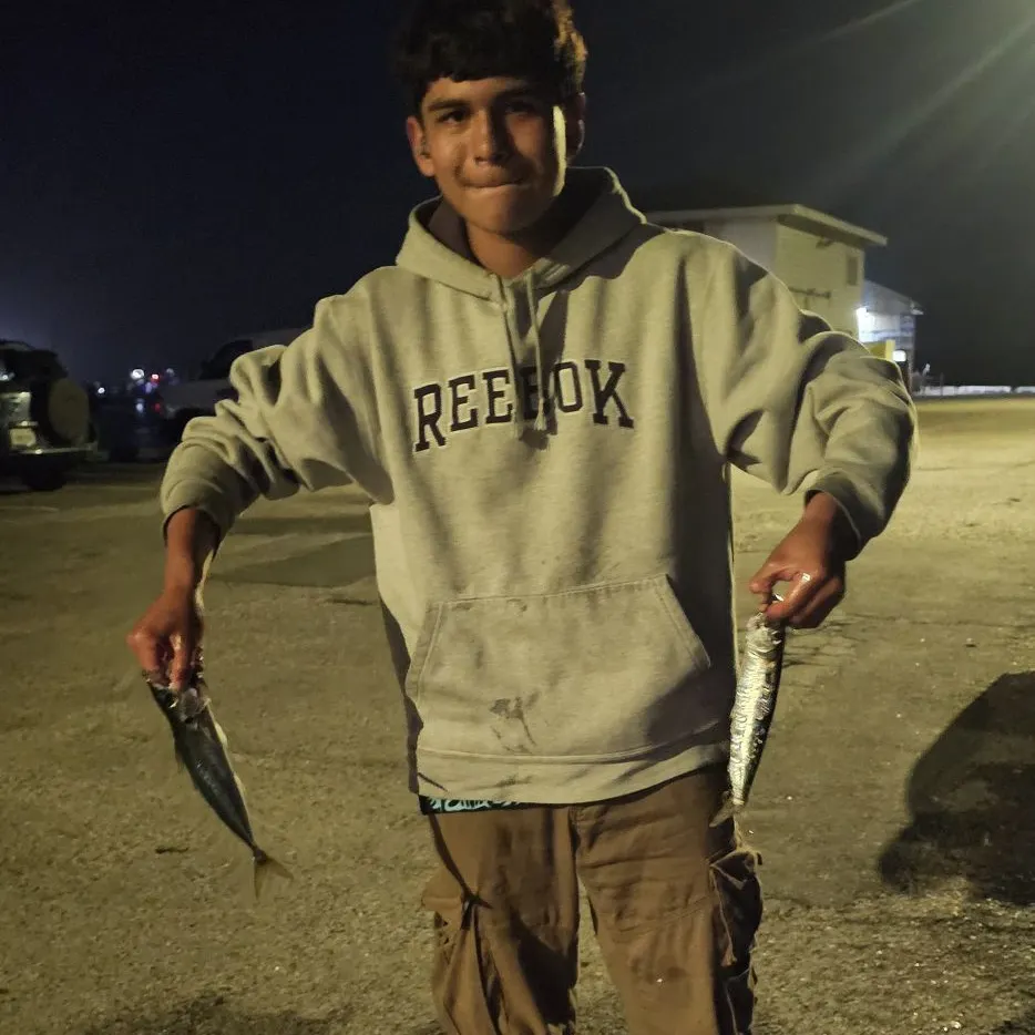 The most recent Blue mackerel catches on Fishbrain