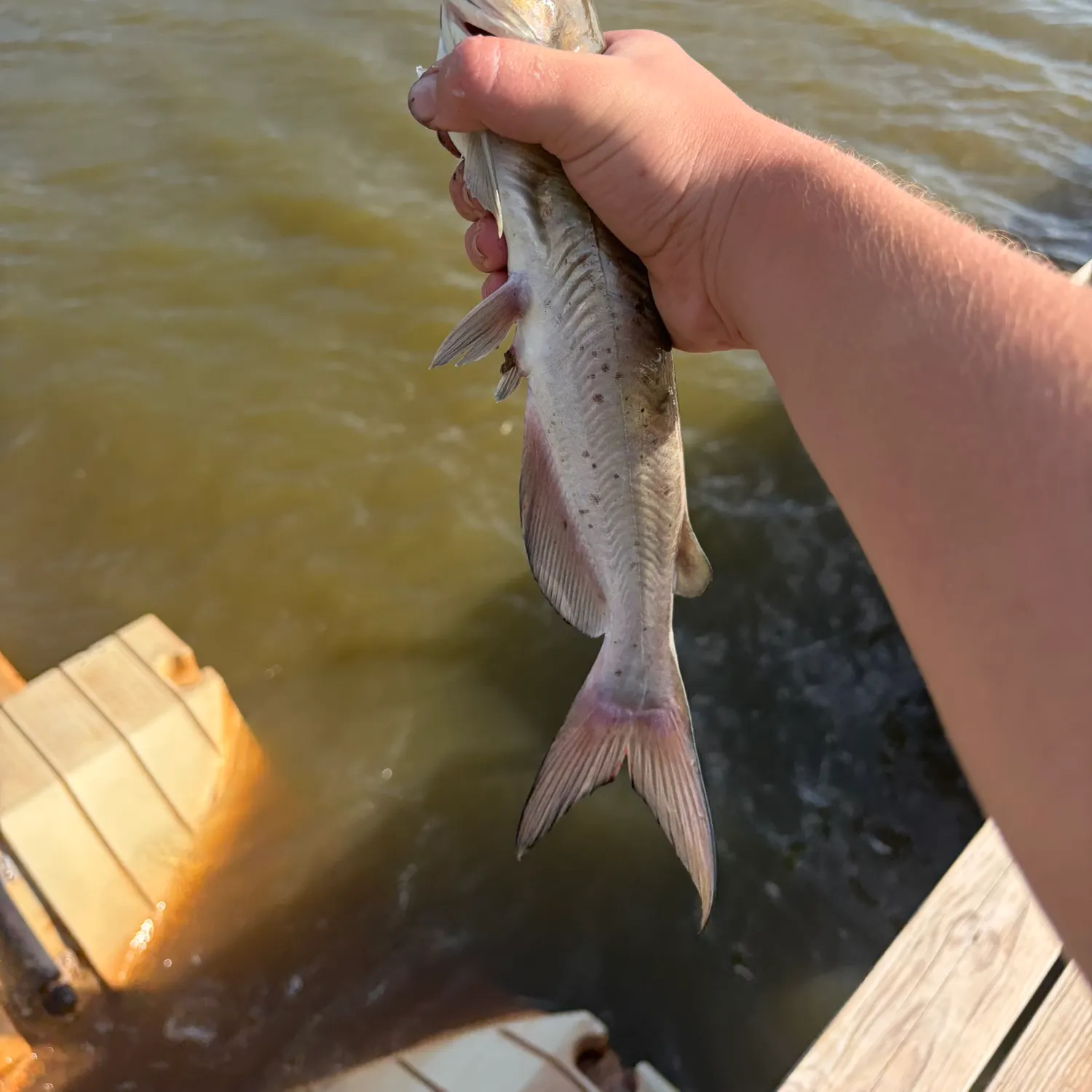Channel catfish caught on Fishbrain