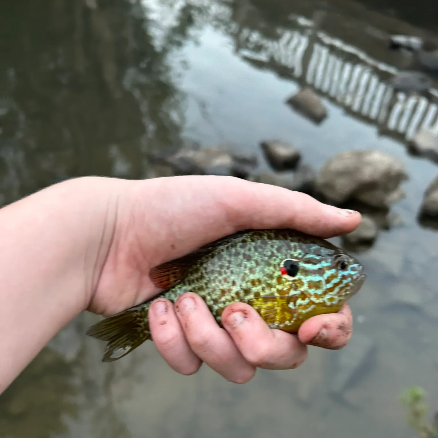 The most recent Pumpkinseed catches on Fishbrain