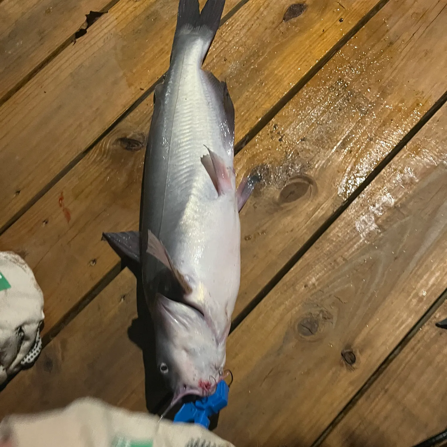 Blue catfish caught on Fishbrain