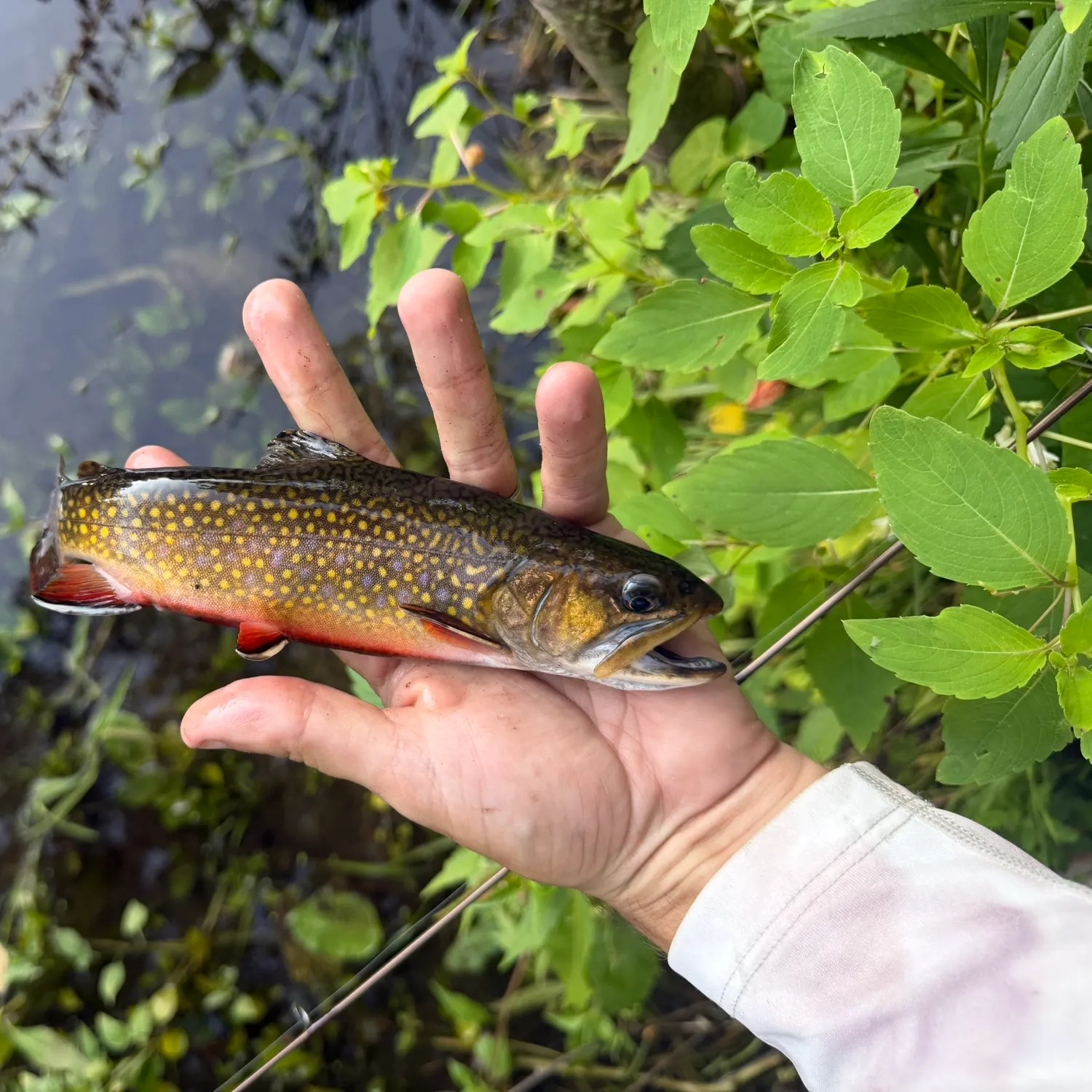Brook trout caught on Fishbrain