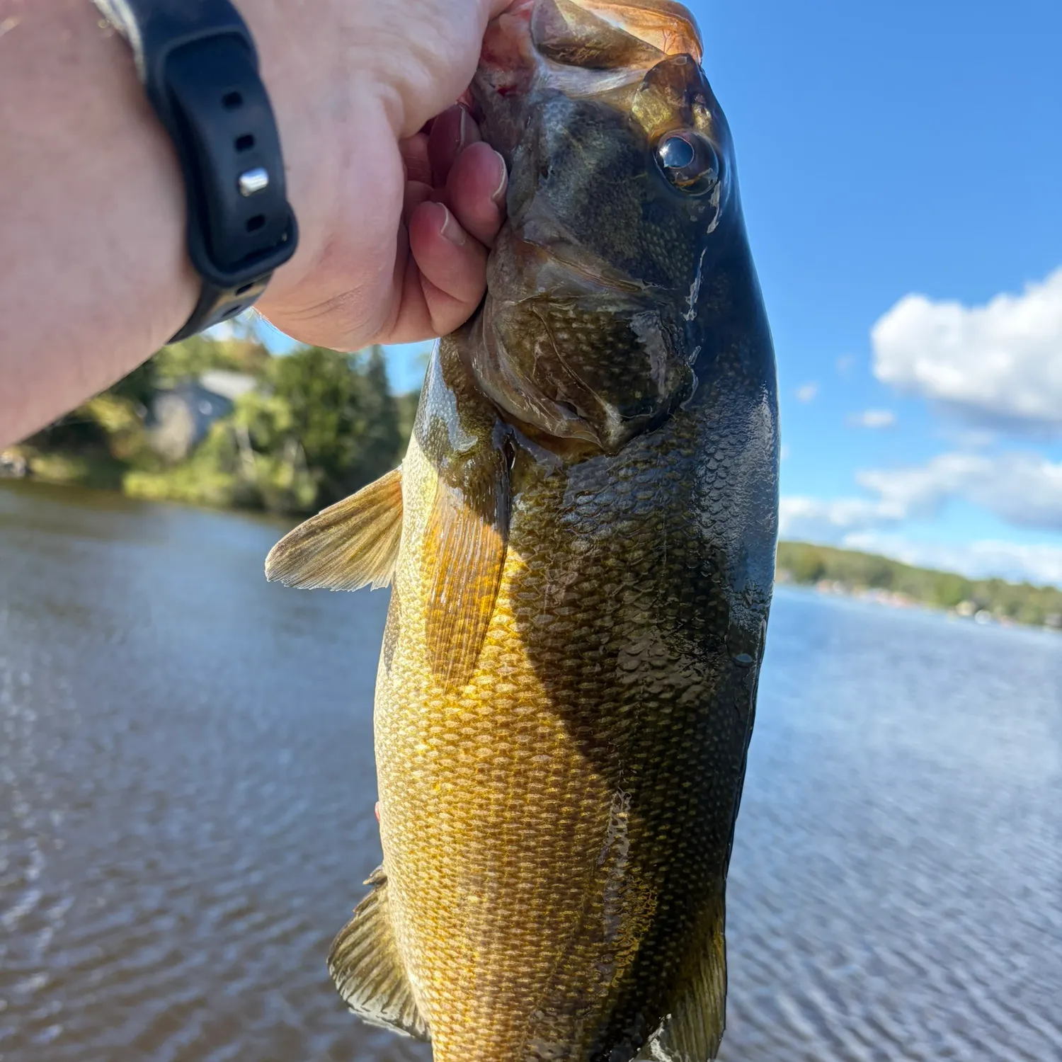 Smallmouth bass caught on Fishbrain