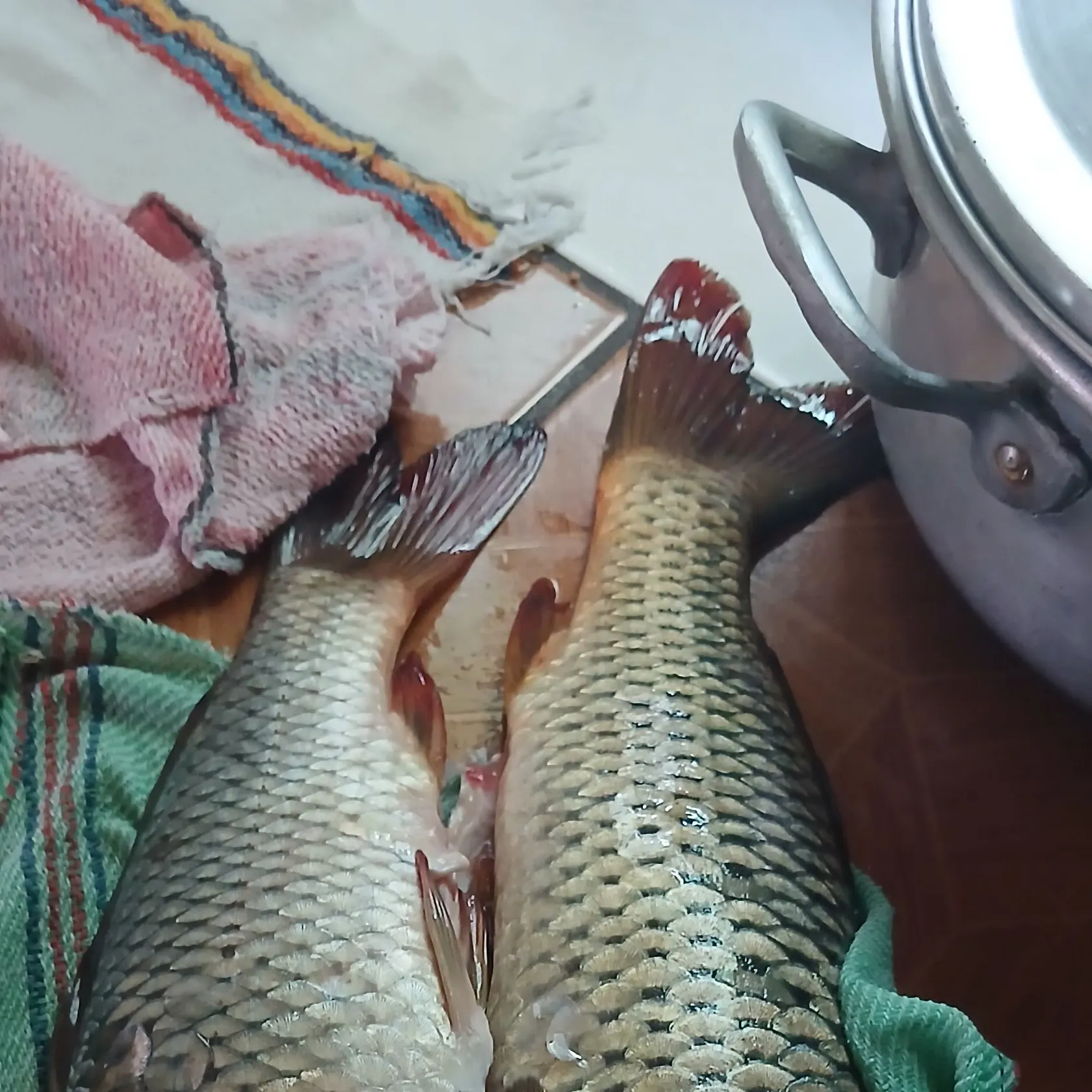 Fish caught on Fishbrain