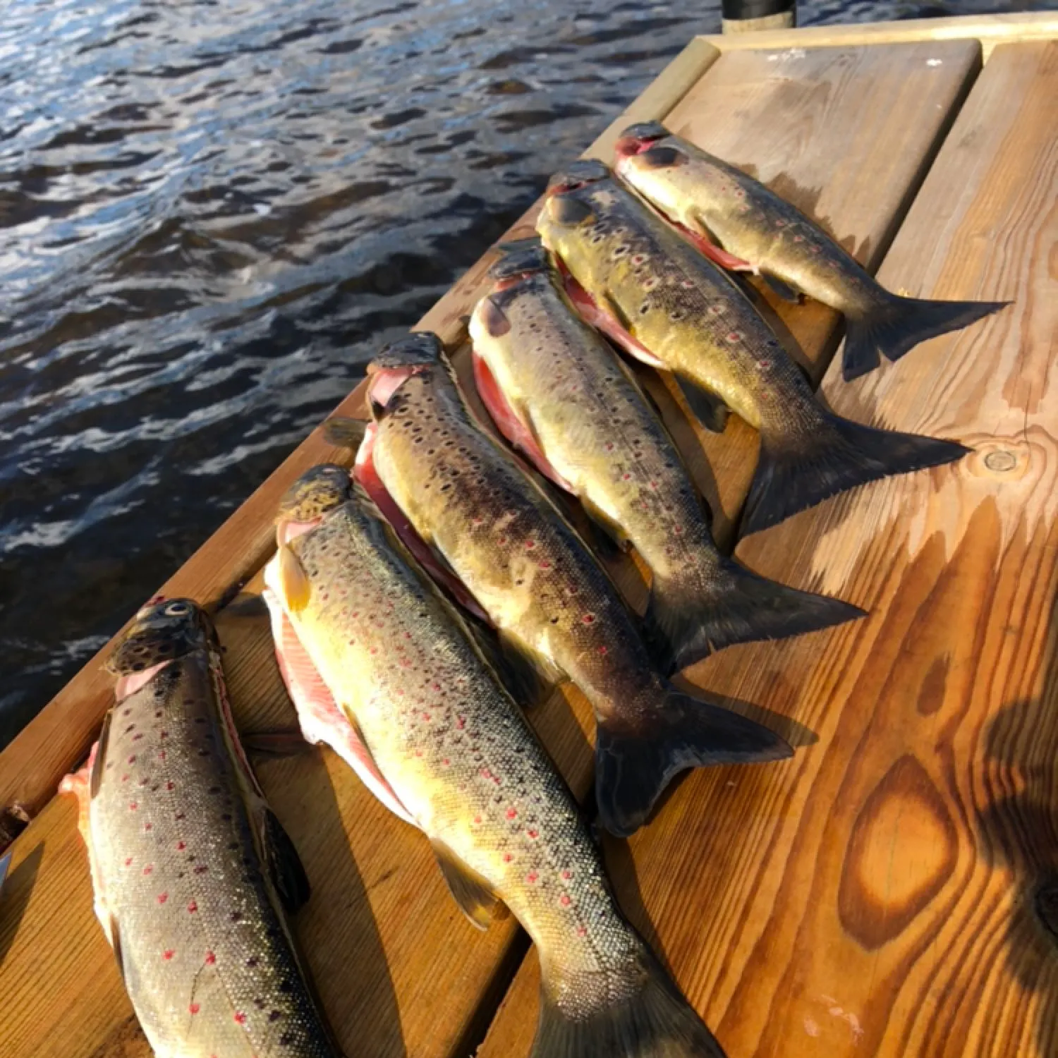 recently logged catches