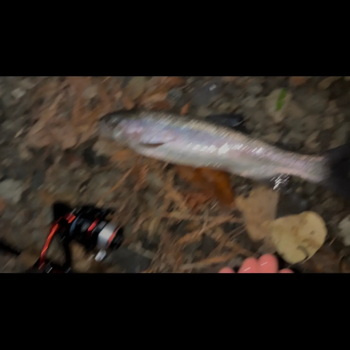 The most recent Steelhead catches on Fishbrain
