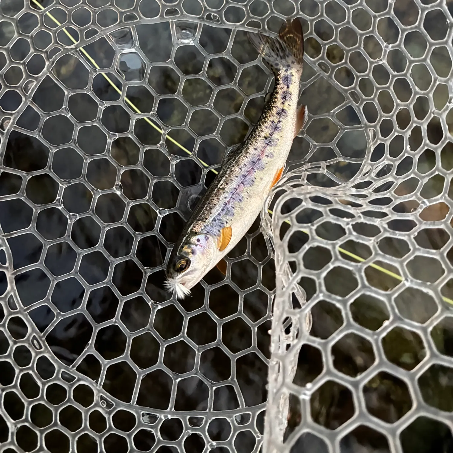 Rainbow trout caught on Fishbrain