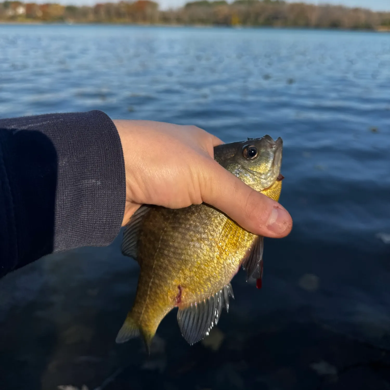 Bluegill caught on Fishbrain