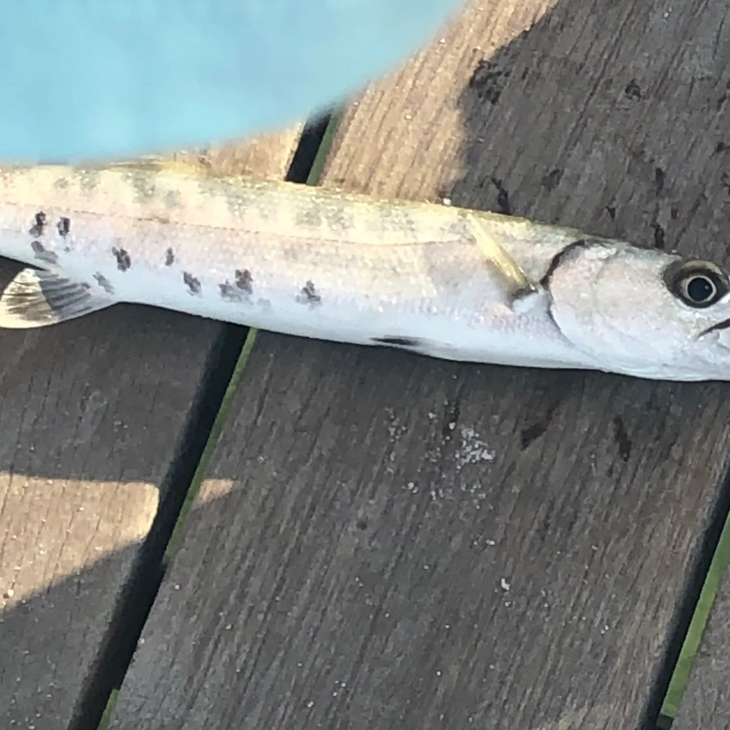 The most recent Pickhandle barracuda catches on Fishbrain