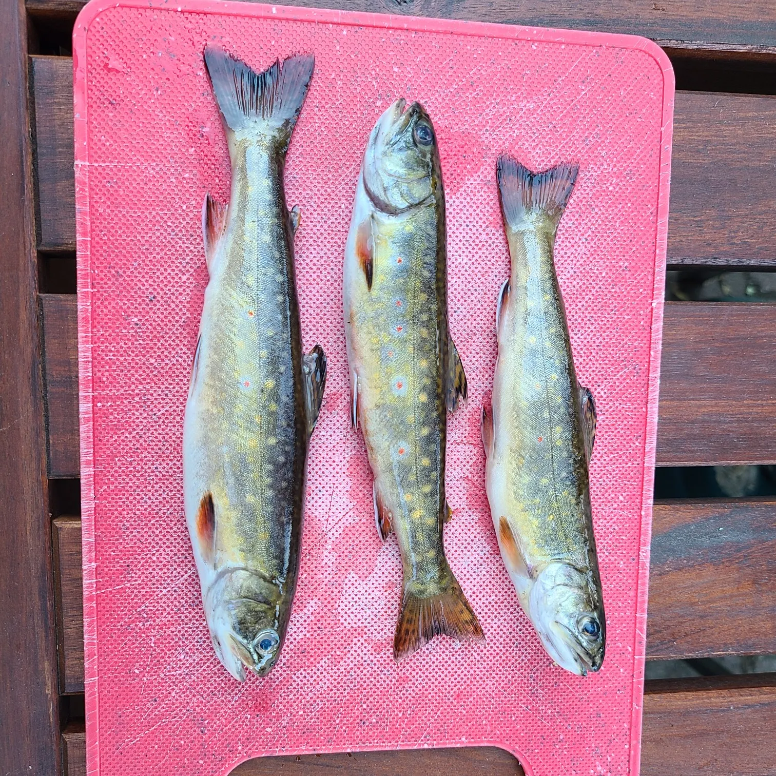 recently logged catches