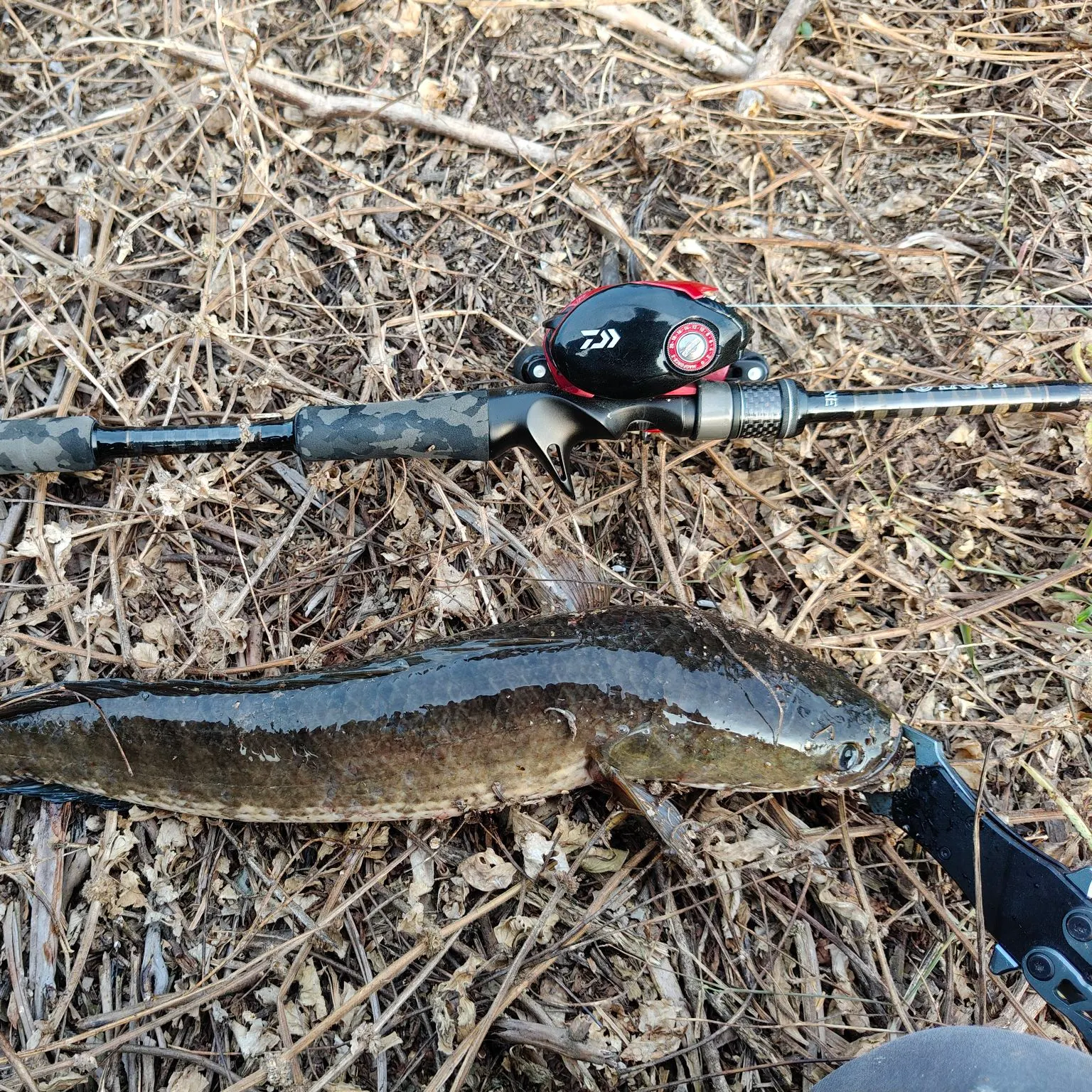 The most recent Striped snakehead catches on Fishbrain