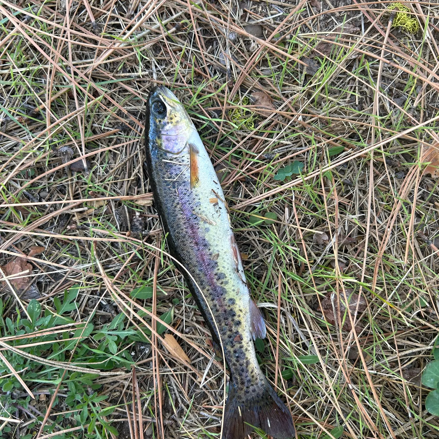 Rainbow trout caught on Fishbrain