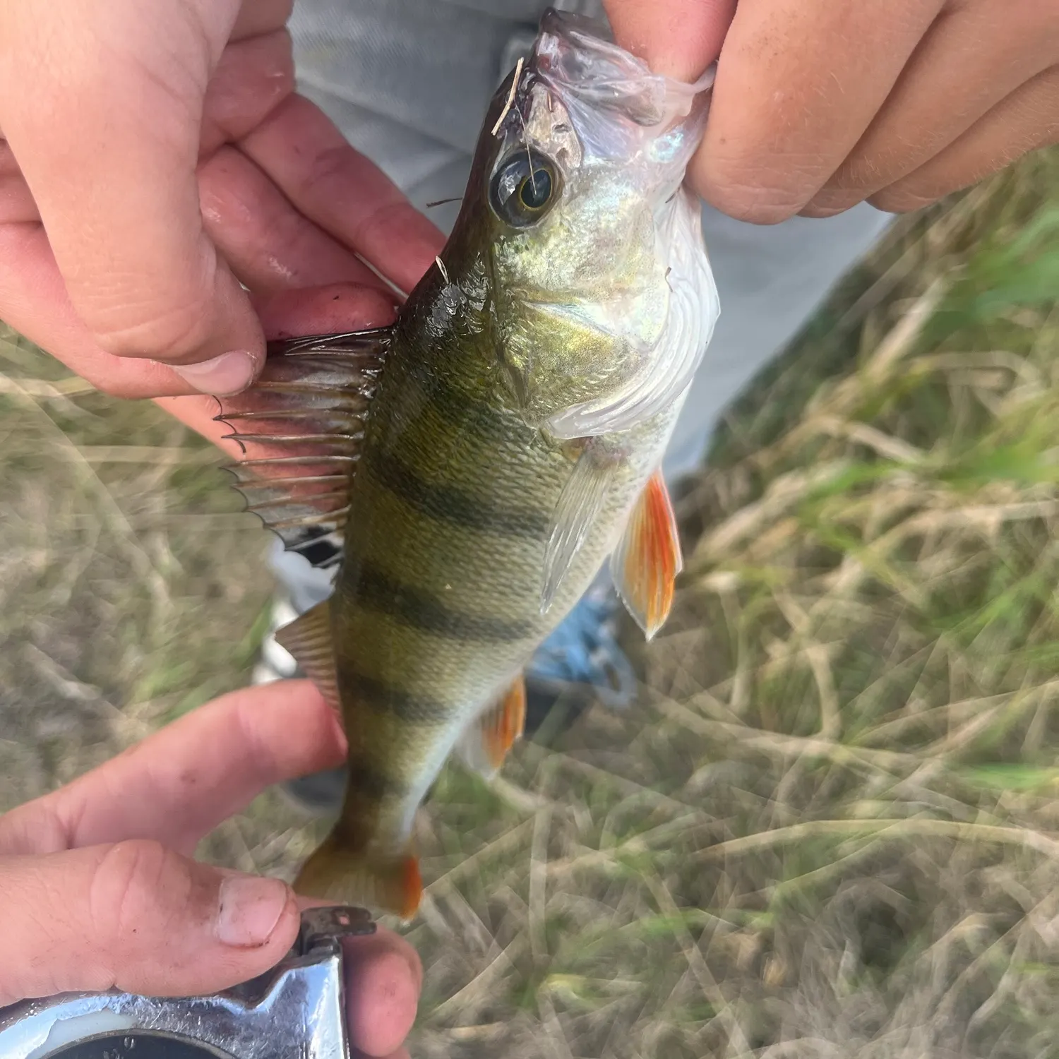 European perch caught on Fishbrain