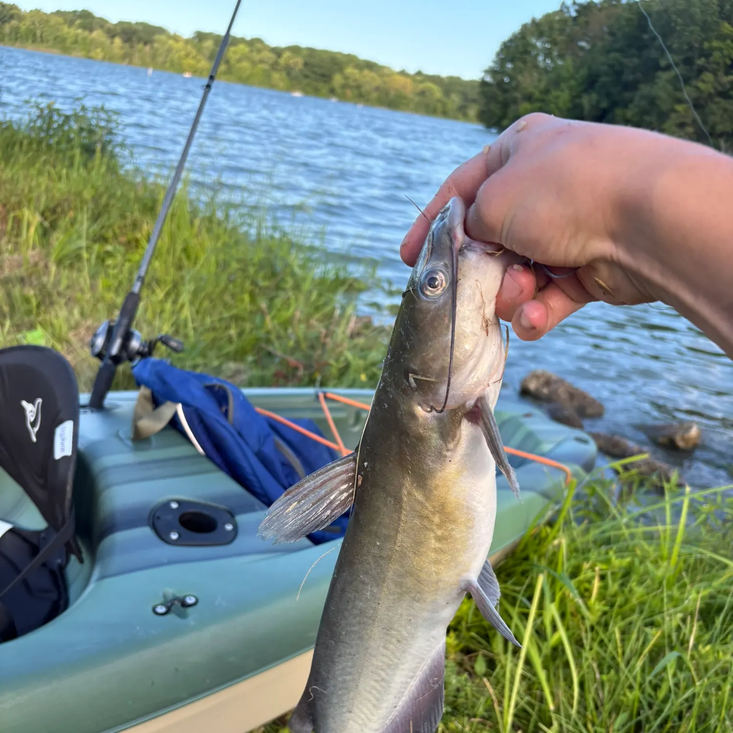 Channel catfish caught on Fishbrain