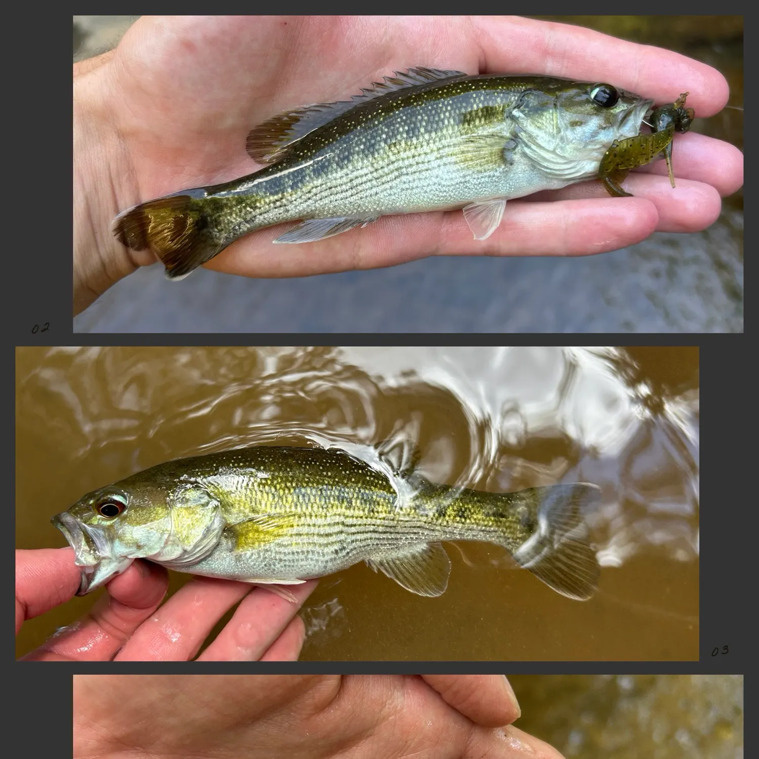 Tallapoosa bass caught on Fishbrain