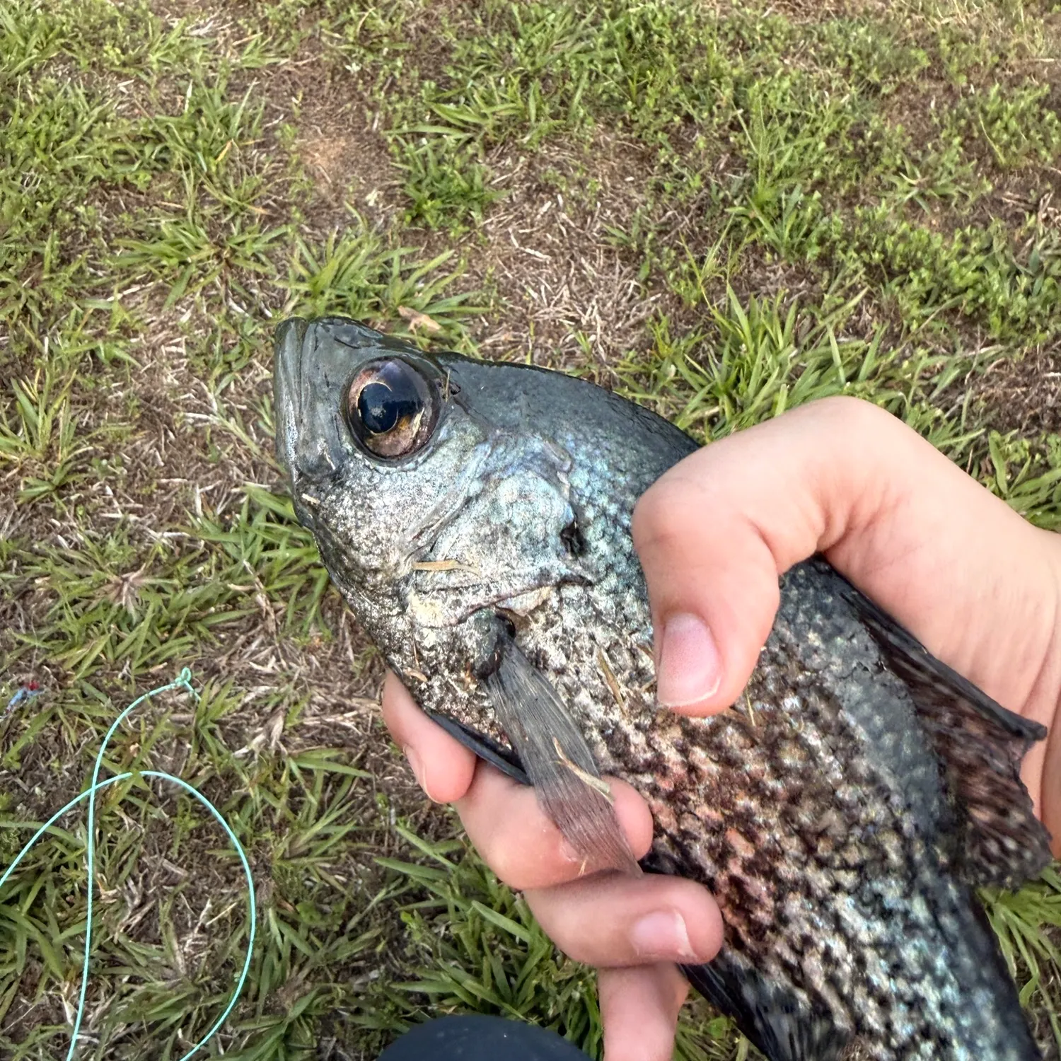 The most recent Flier catches on Fishbrain