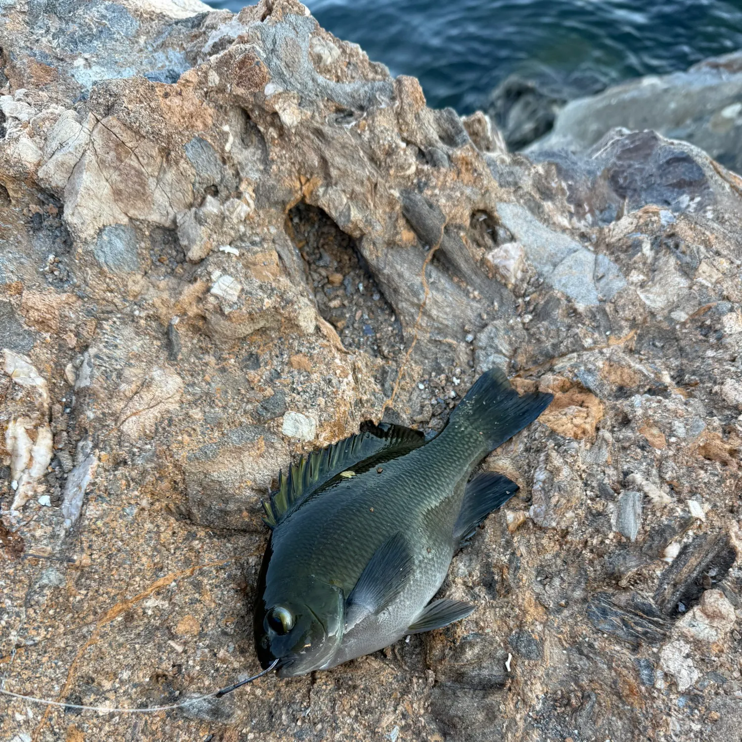 Opaleye caught on Fishbrain