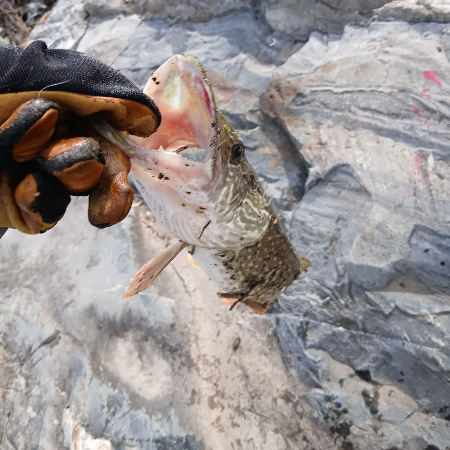 Northern pike caught on Fishbrain
