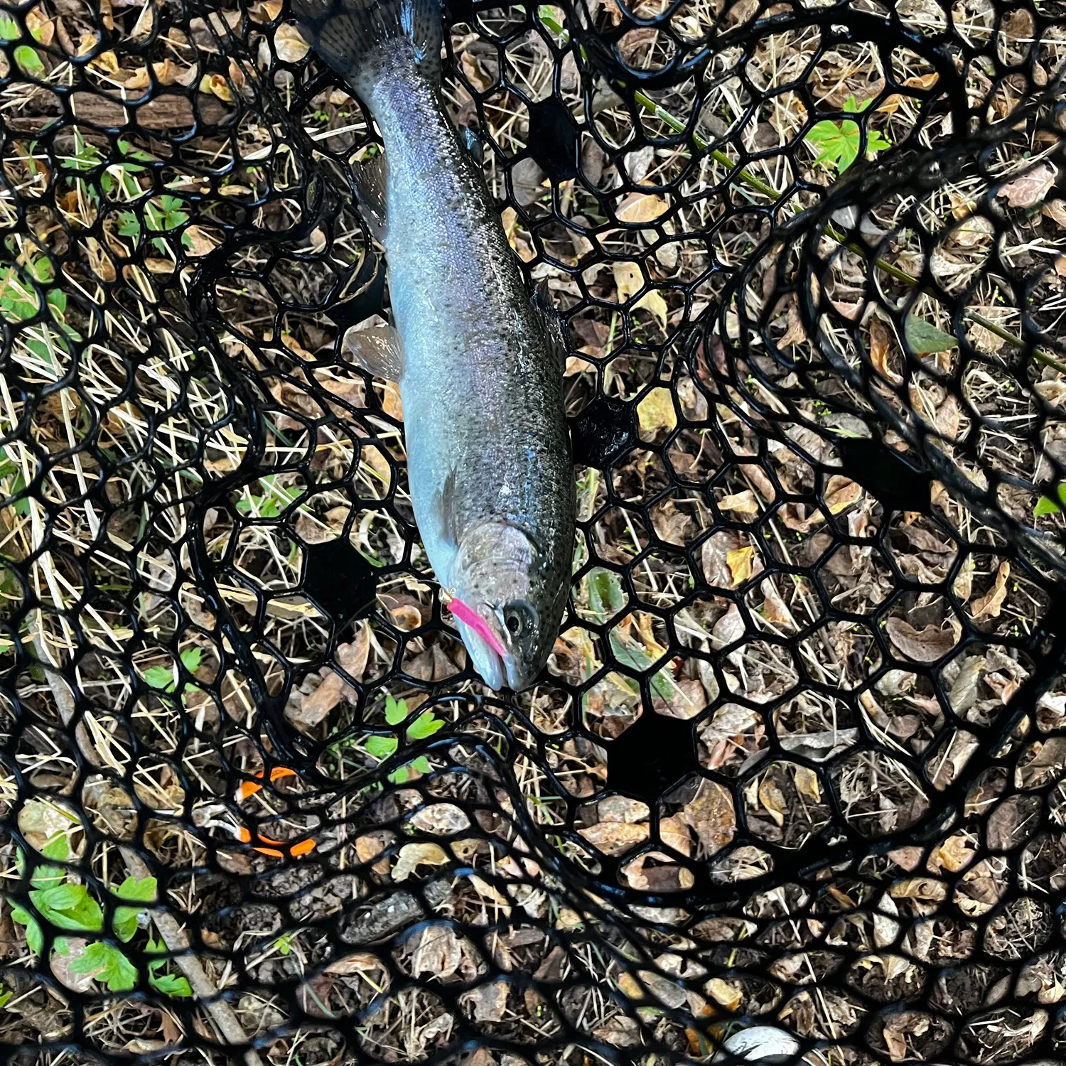 Rainbow trout caught on Fishbrain