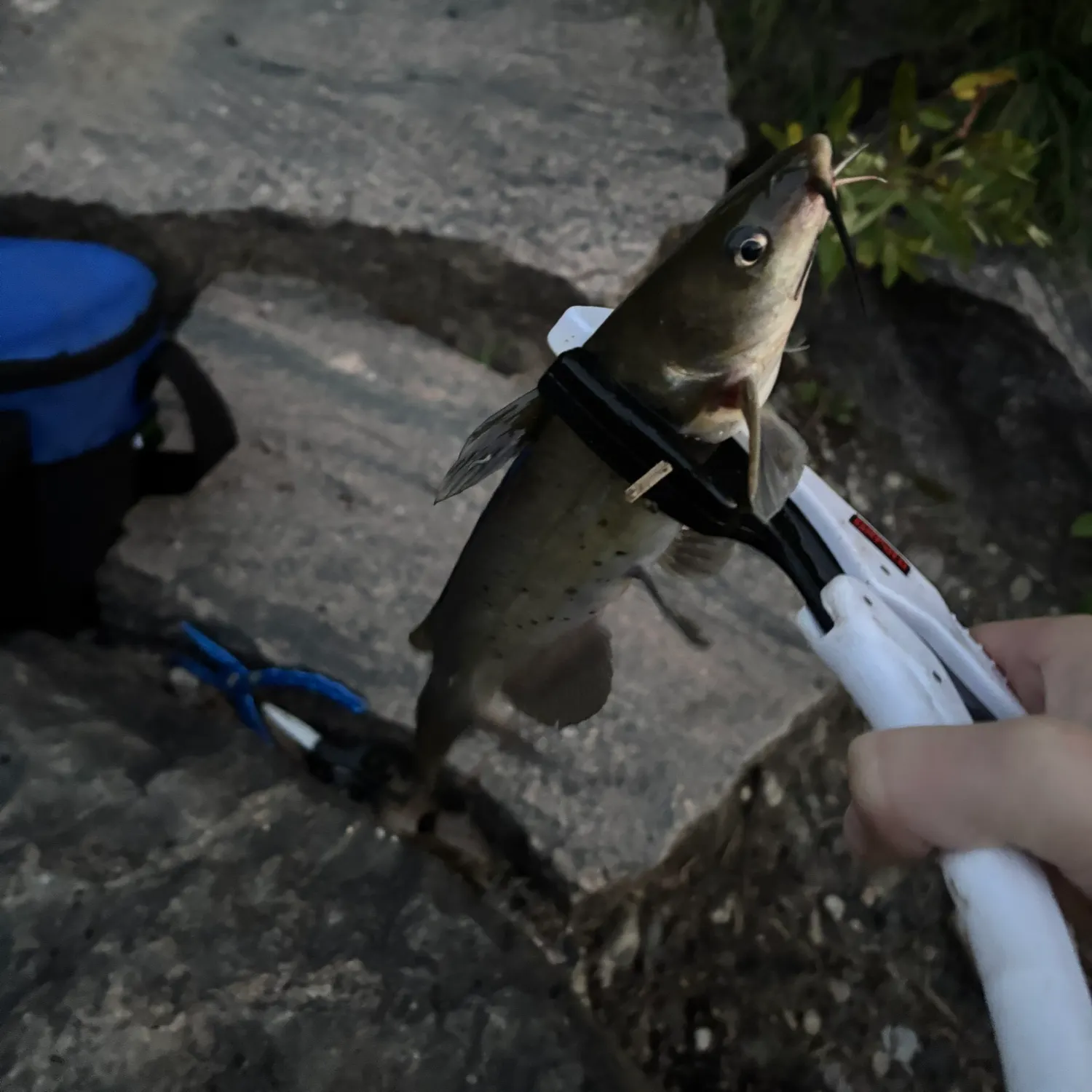 catch