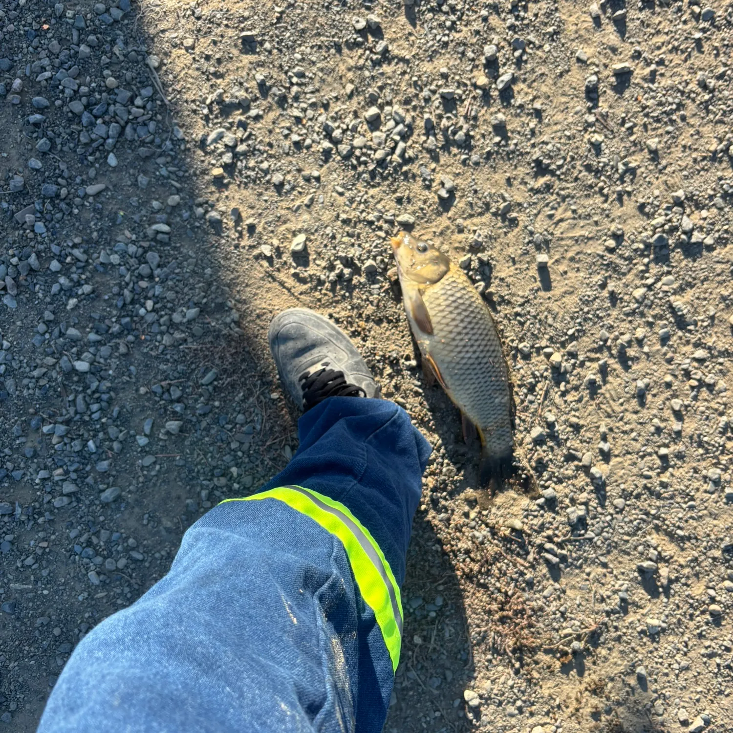 Common carp caught on Fishbrain