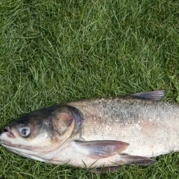 The most recent Bighead carp catches on Fishbrain