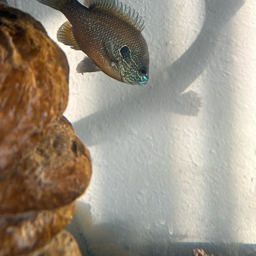 Longear sunfish caught on Fishbrain