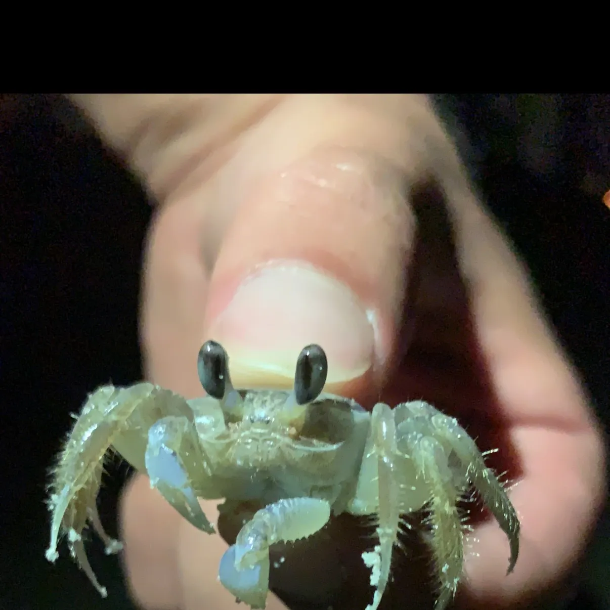 The most recent Blue land crab catches on Fishbrain