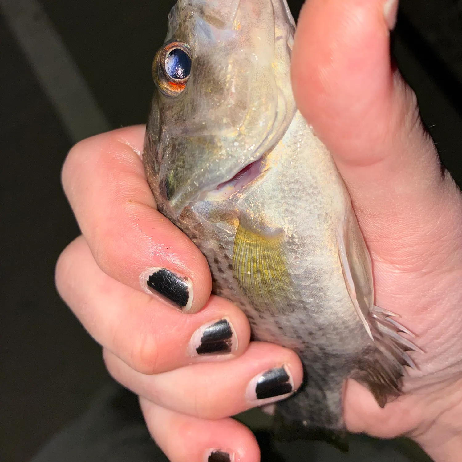 Rock bass caught on Fishbrain