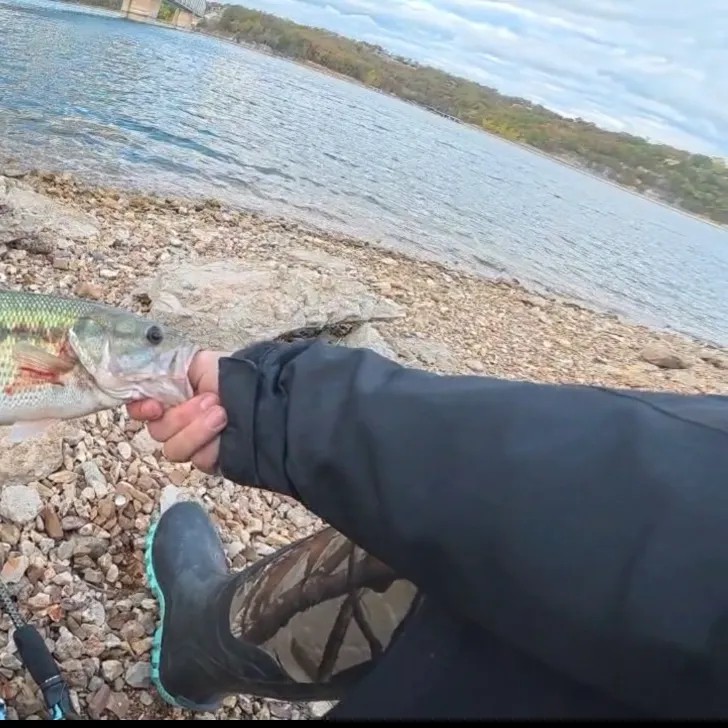 Spotted bass caught on Fishbrain