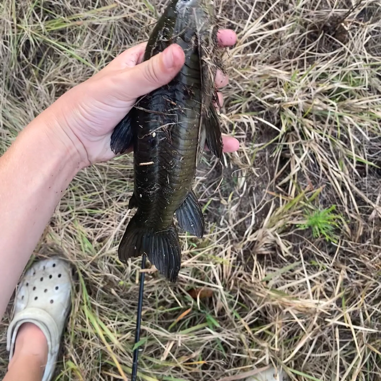 The most recent Brown Hoplo catches on Fishbrain