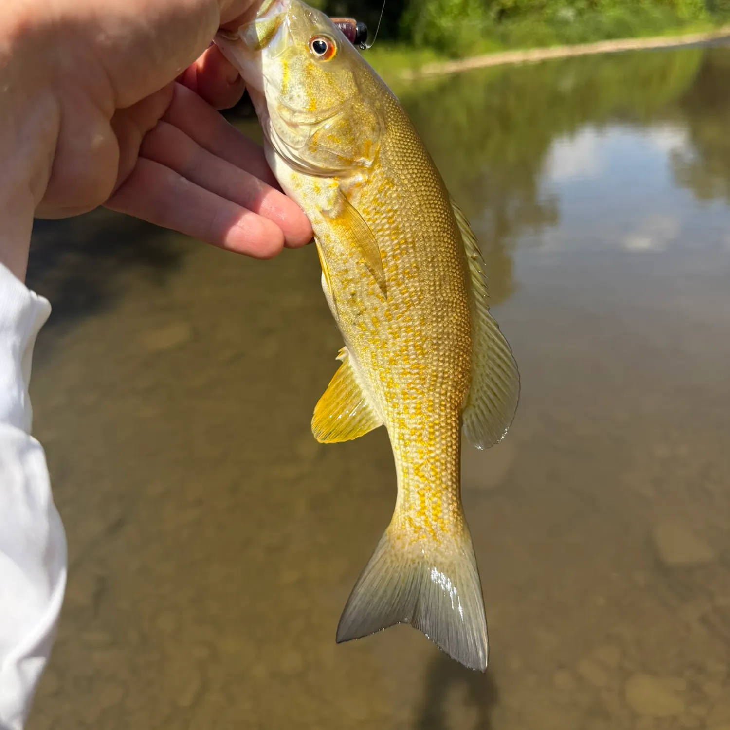 Smallmouth bass caught on Fishbrain