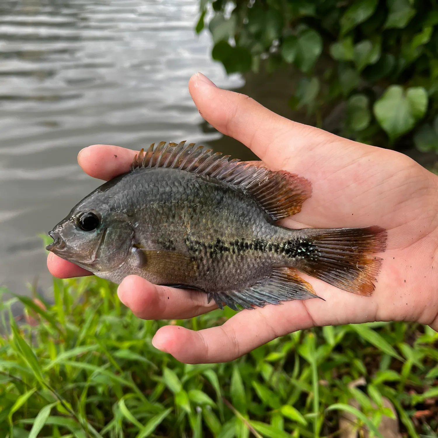 The most recent Redhead cichlid catches on Fishbrain