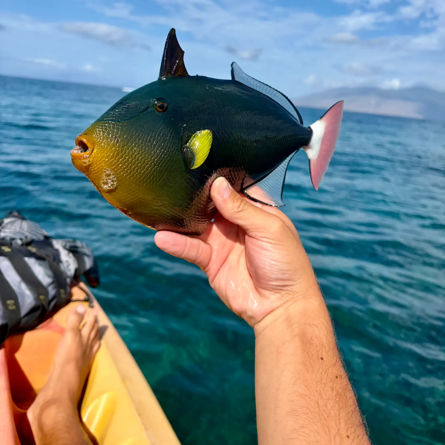 The most recent Pinktail triggerfish catches on Fishbrain