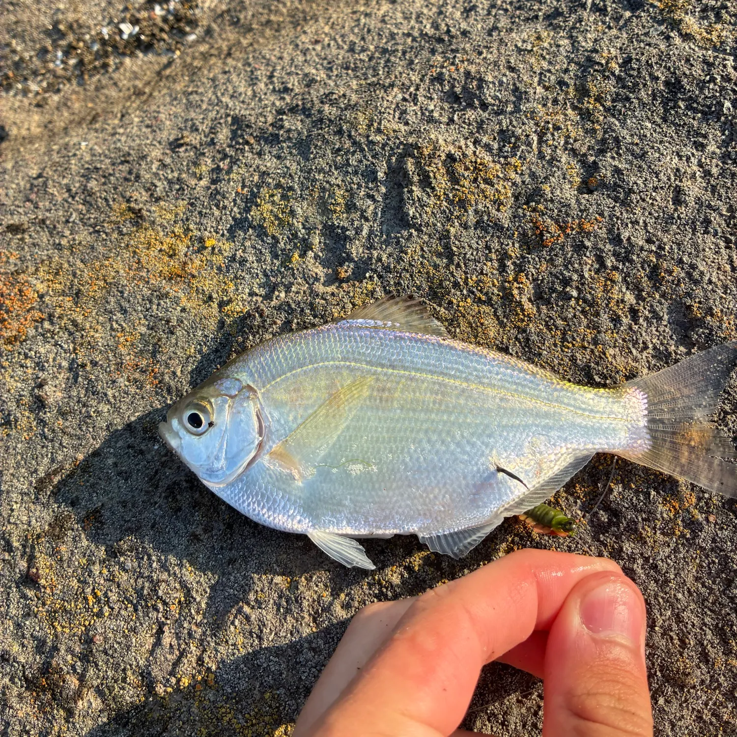 The most recent Silver surfperch catches on Fishbrain