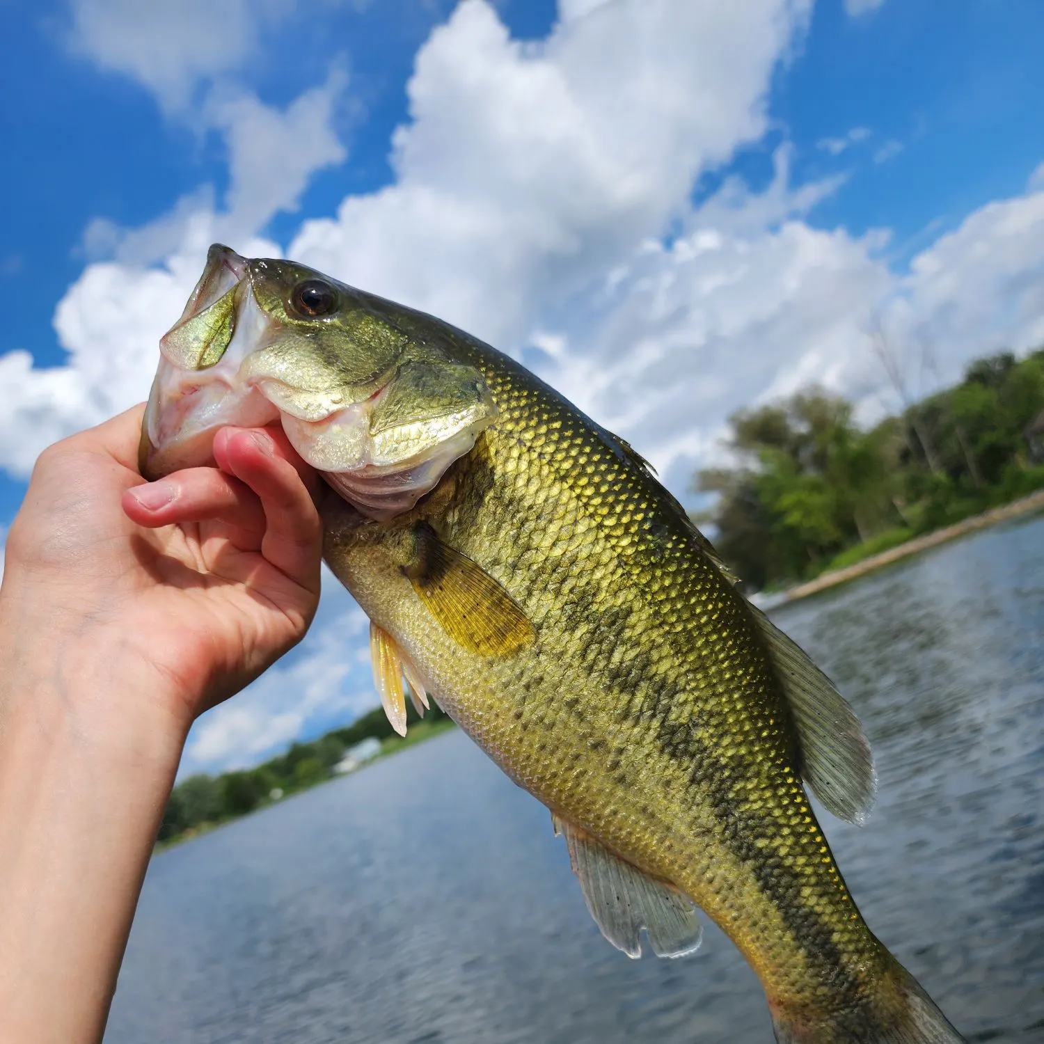 Largemouth bass caught on Fishbrain