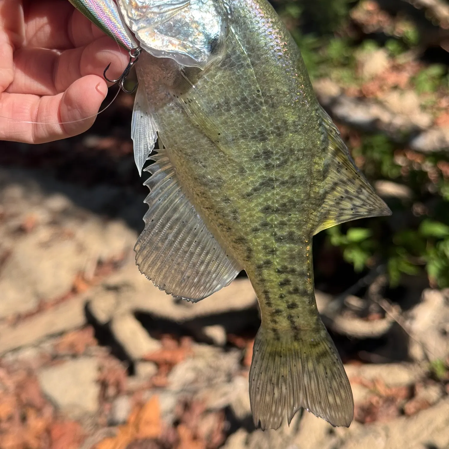 White crappie caught on Fishbrain