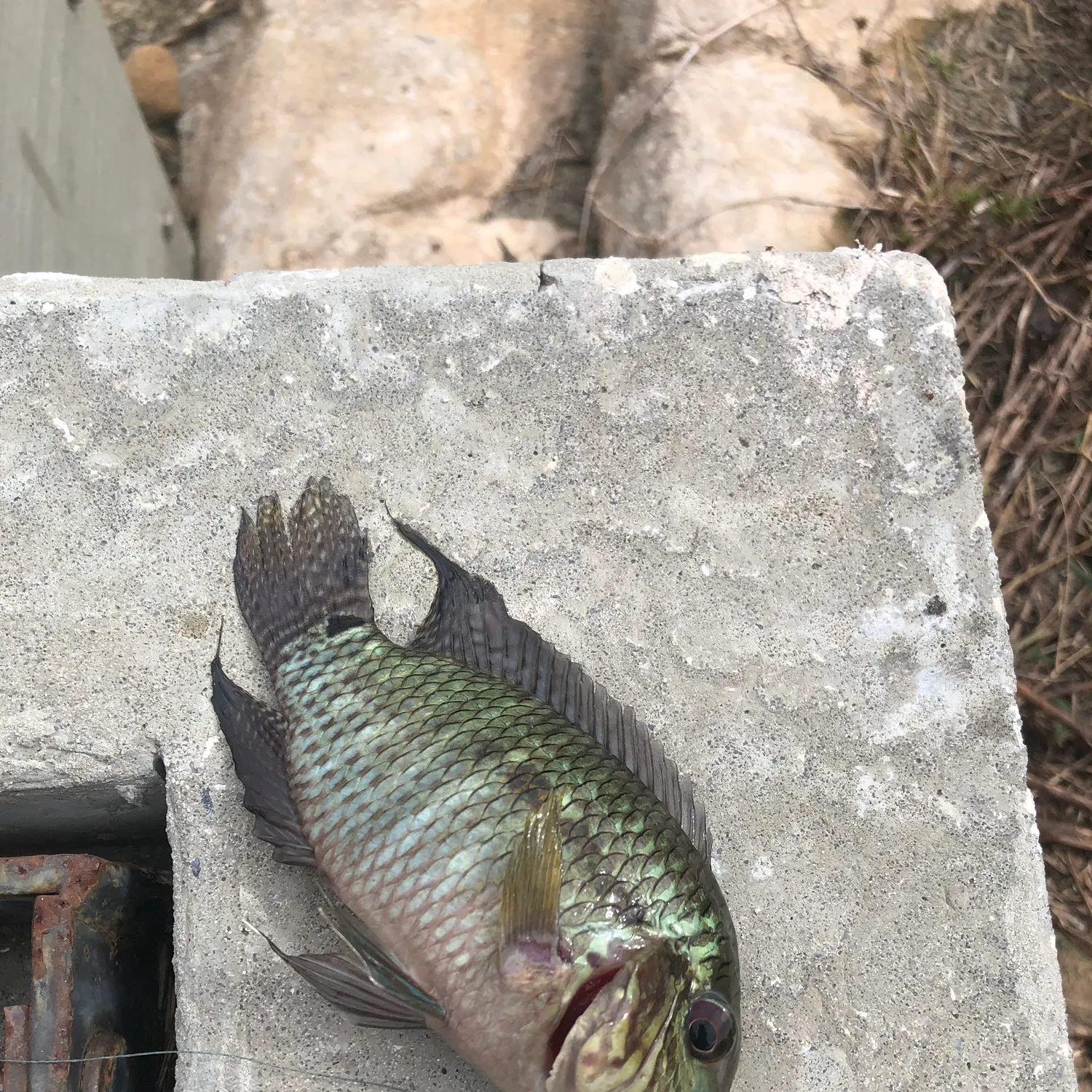 The most recent Chanchita catches on Fishbrain