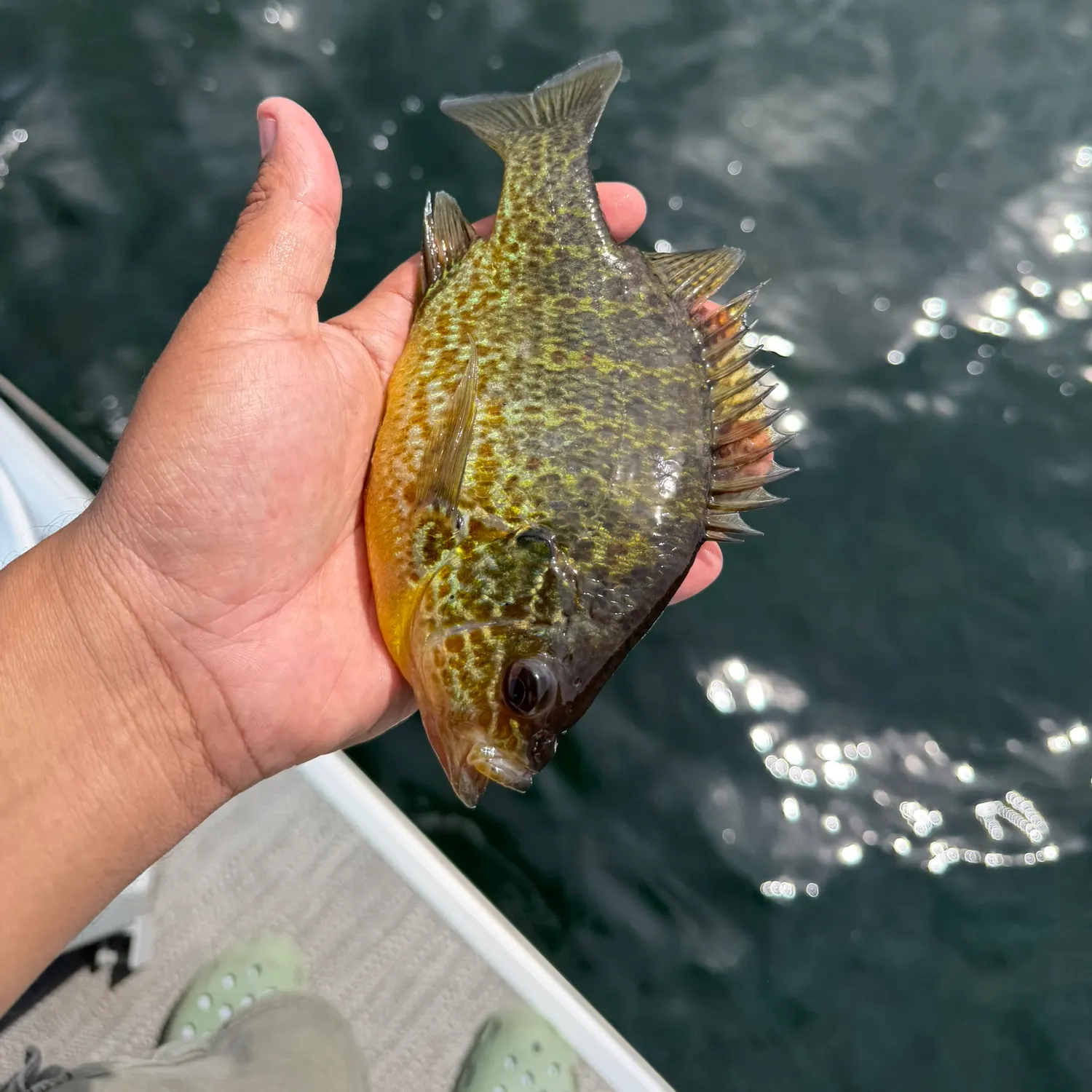 recently logged catches