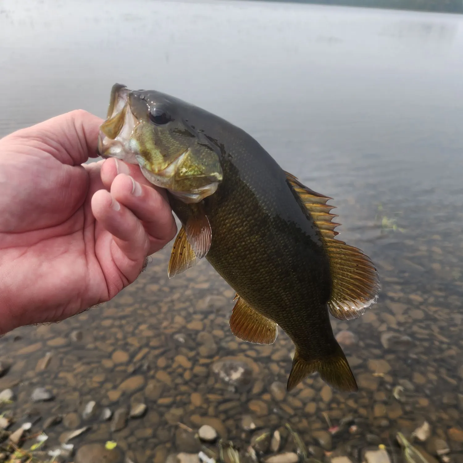 Smallmouth bass caught on Fishbrain