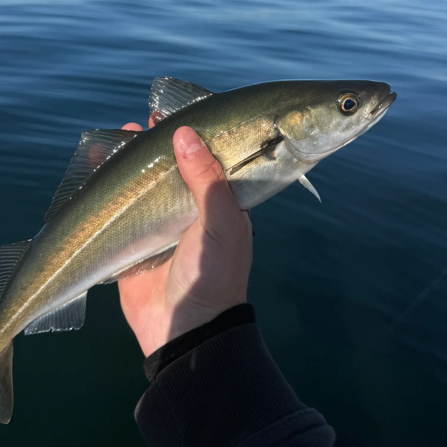 Atlantic pollock caught on Fishbrain