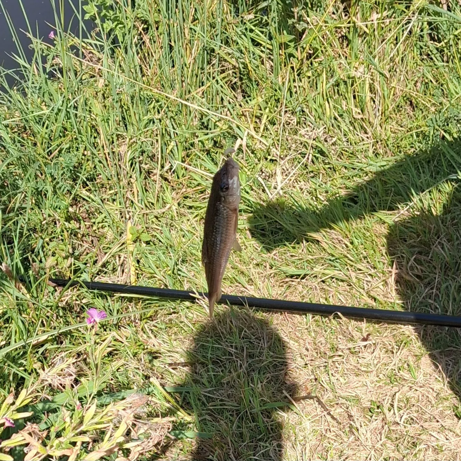 Round goby caught on Fishbrain