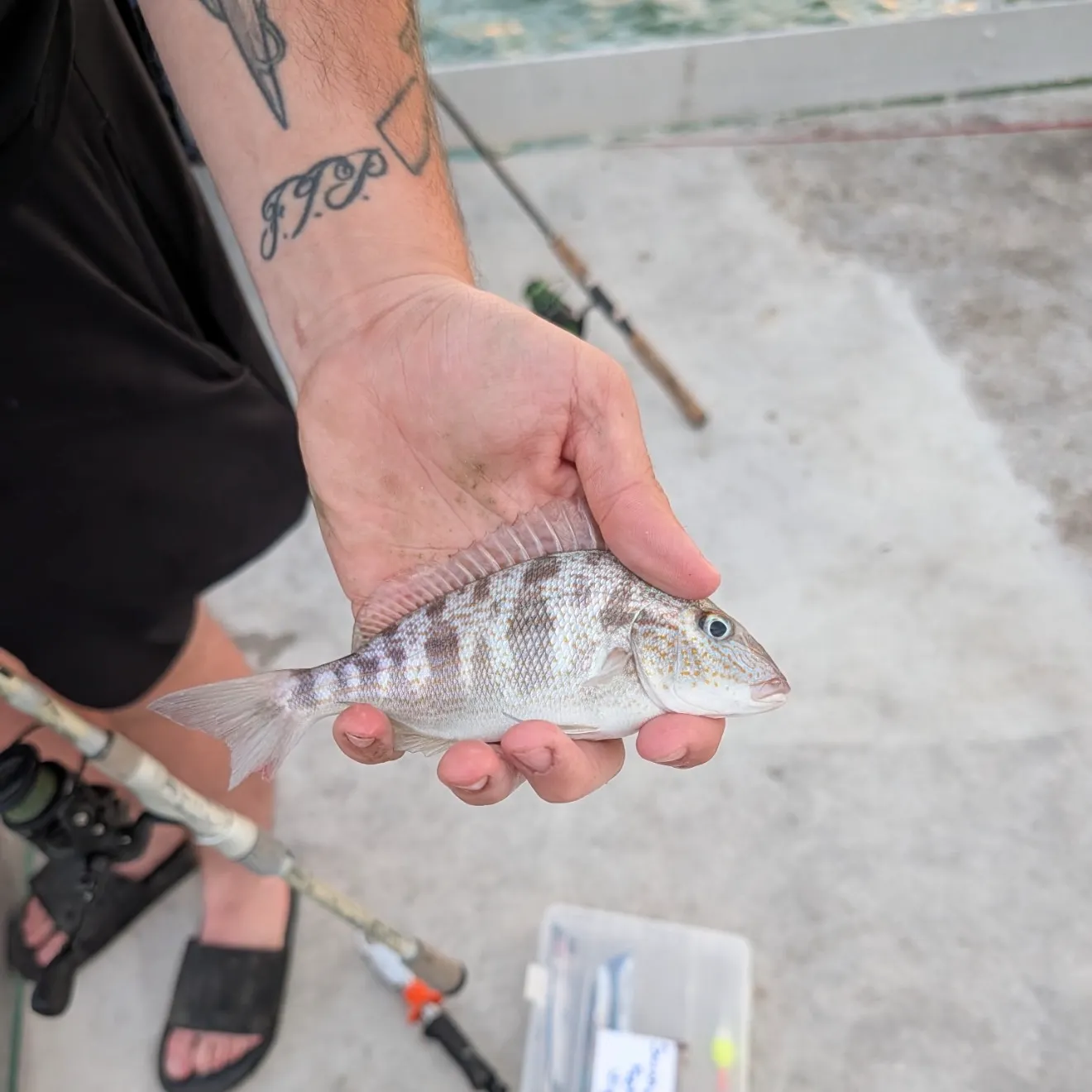 The most recent Pigfish catches on Fishbrain