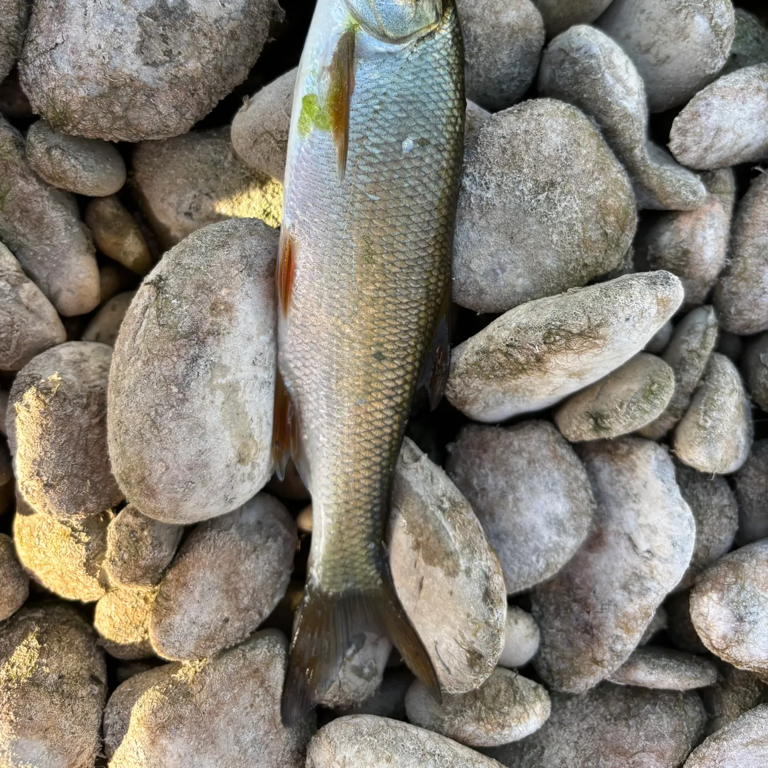 Asp caught on Fishbrain