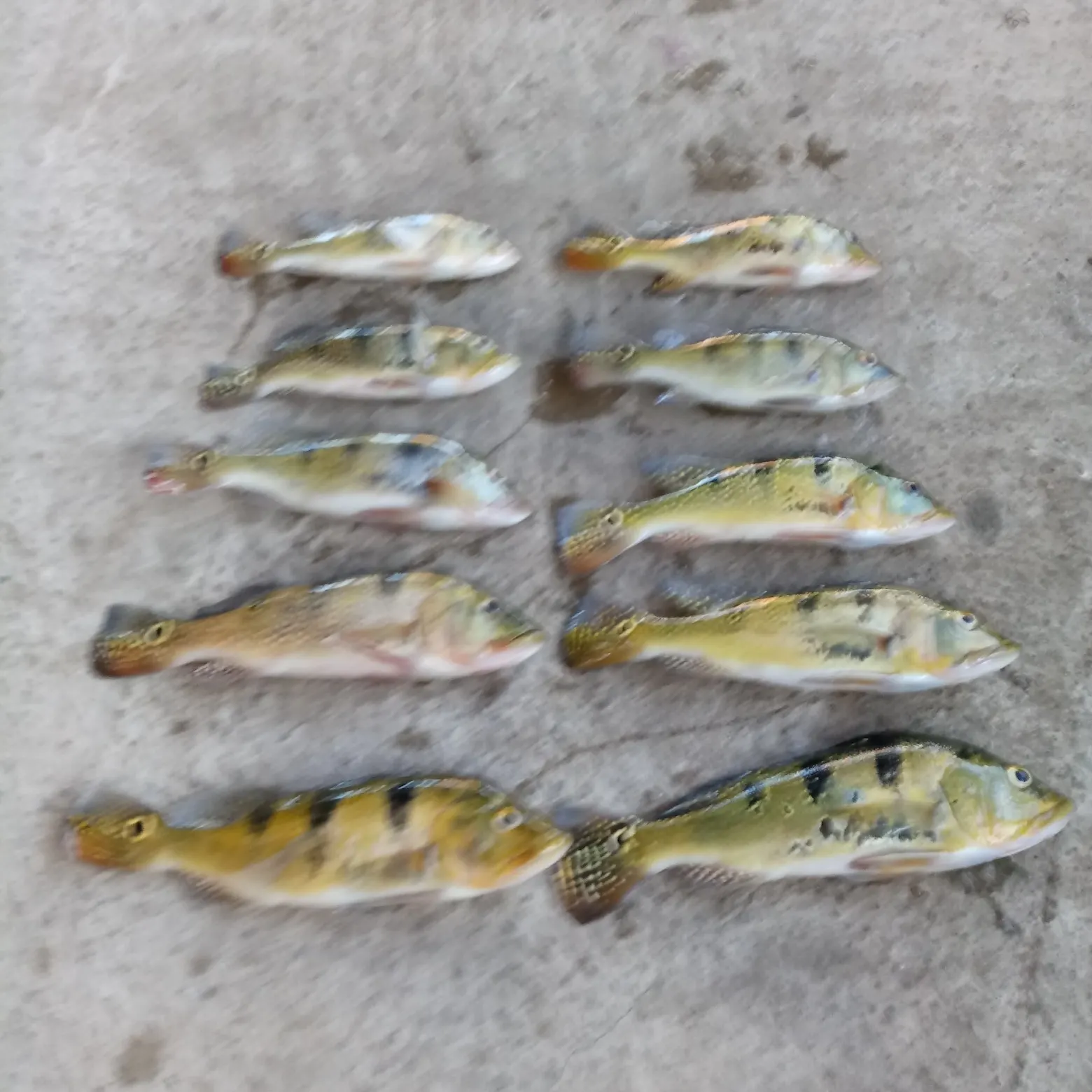 recently logged catches