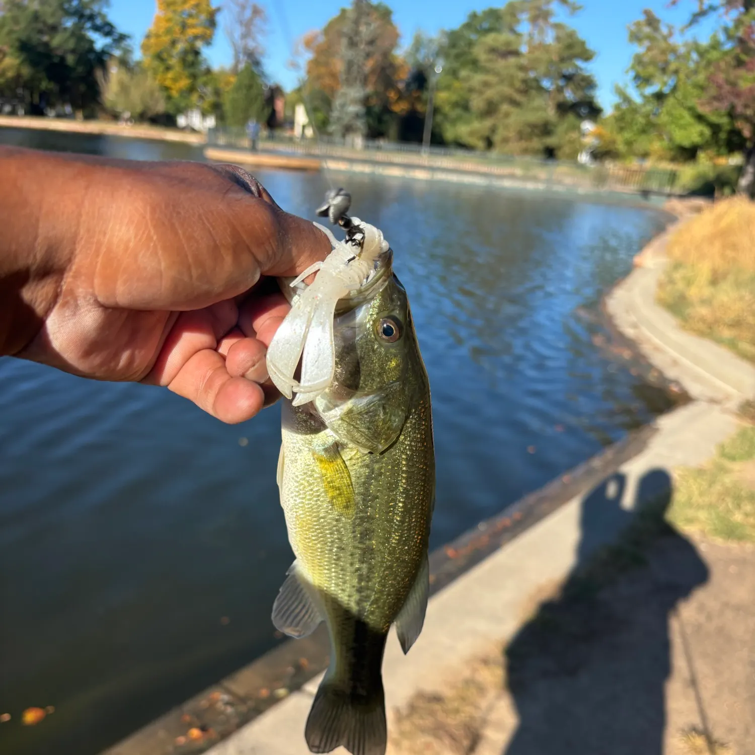 Largemouth bass caught on Fishbrain